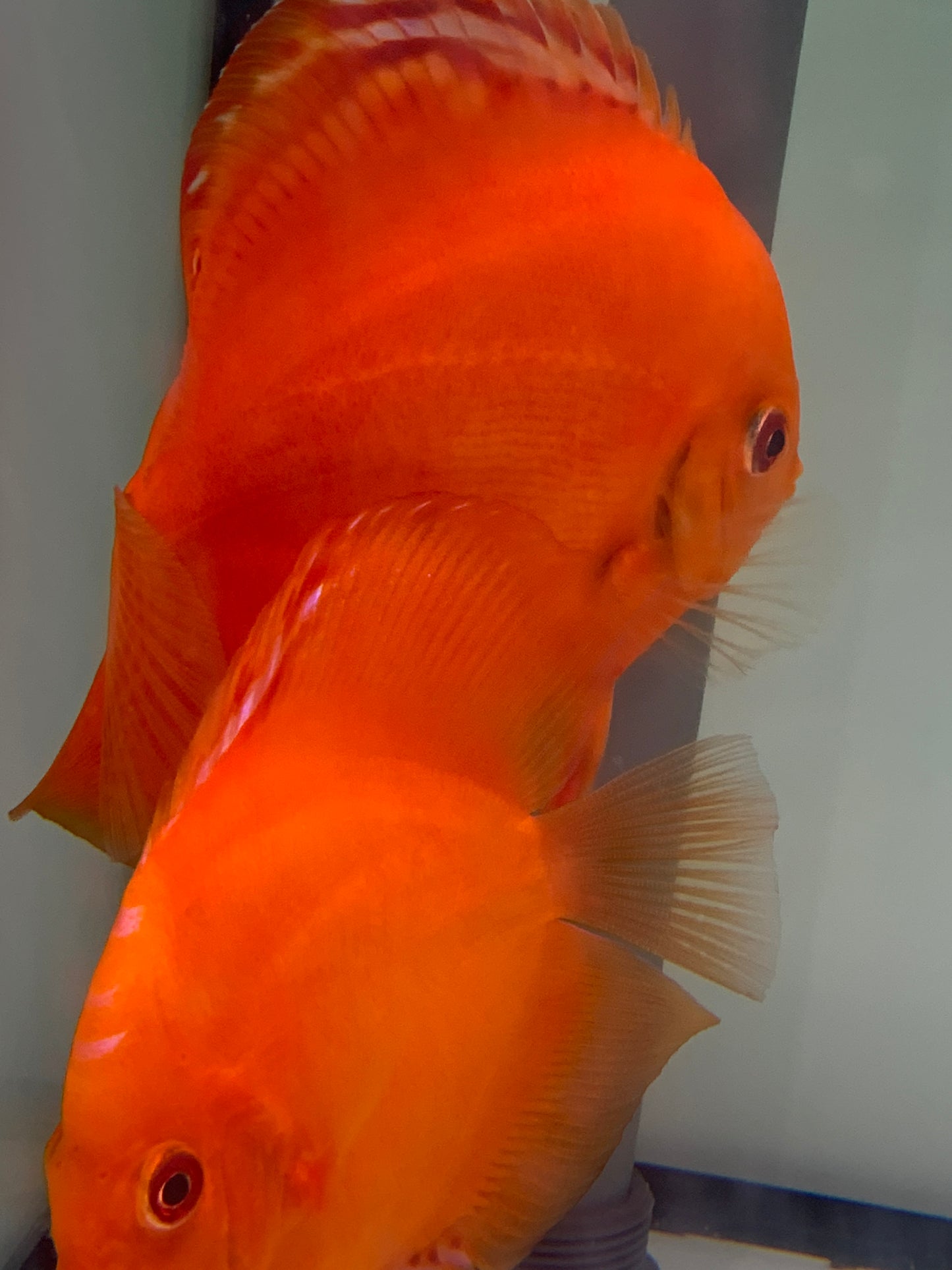 Diskus flächig feuerrot 10 -12 cm