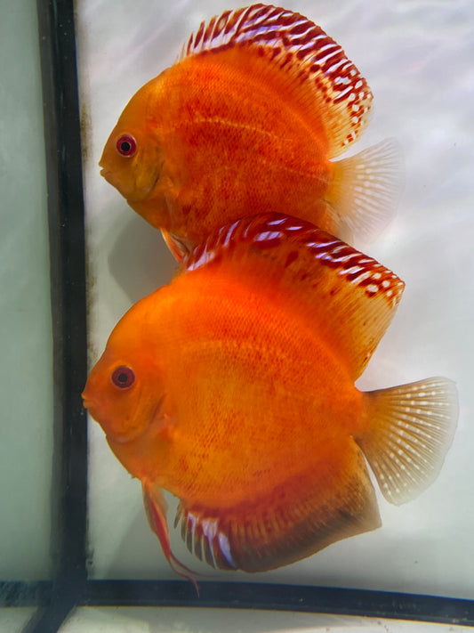 Diskus flächig feuerrot 10 -12 cm