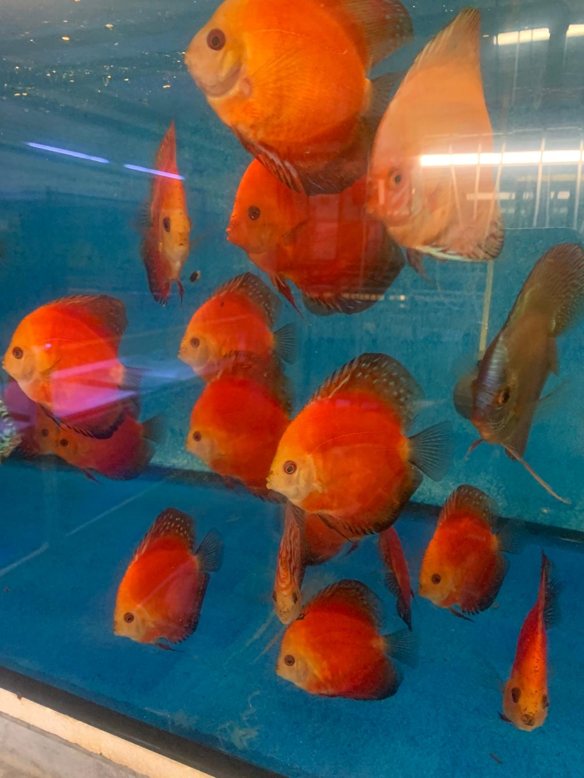 Diskus Flächig Feuerrot  8 -10 cm