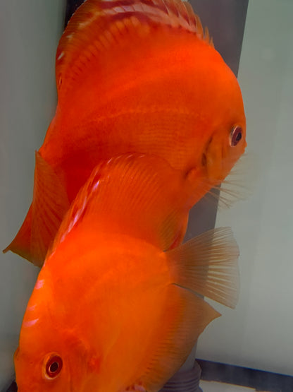 Diskus Flächig Feuerrot  8 -10 cm