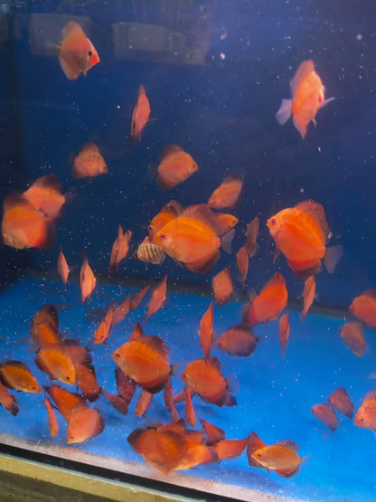 Diskus Flächig Feuerrot  6cm